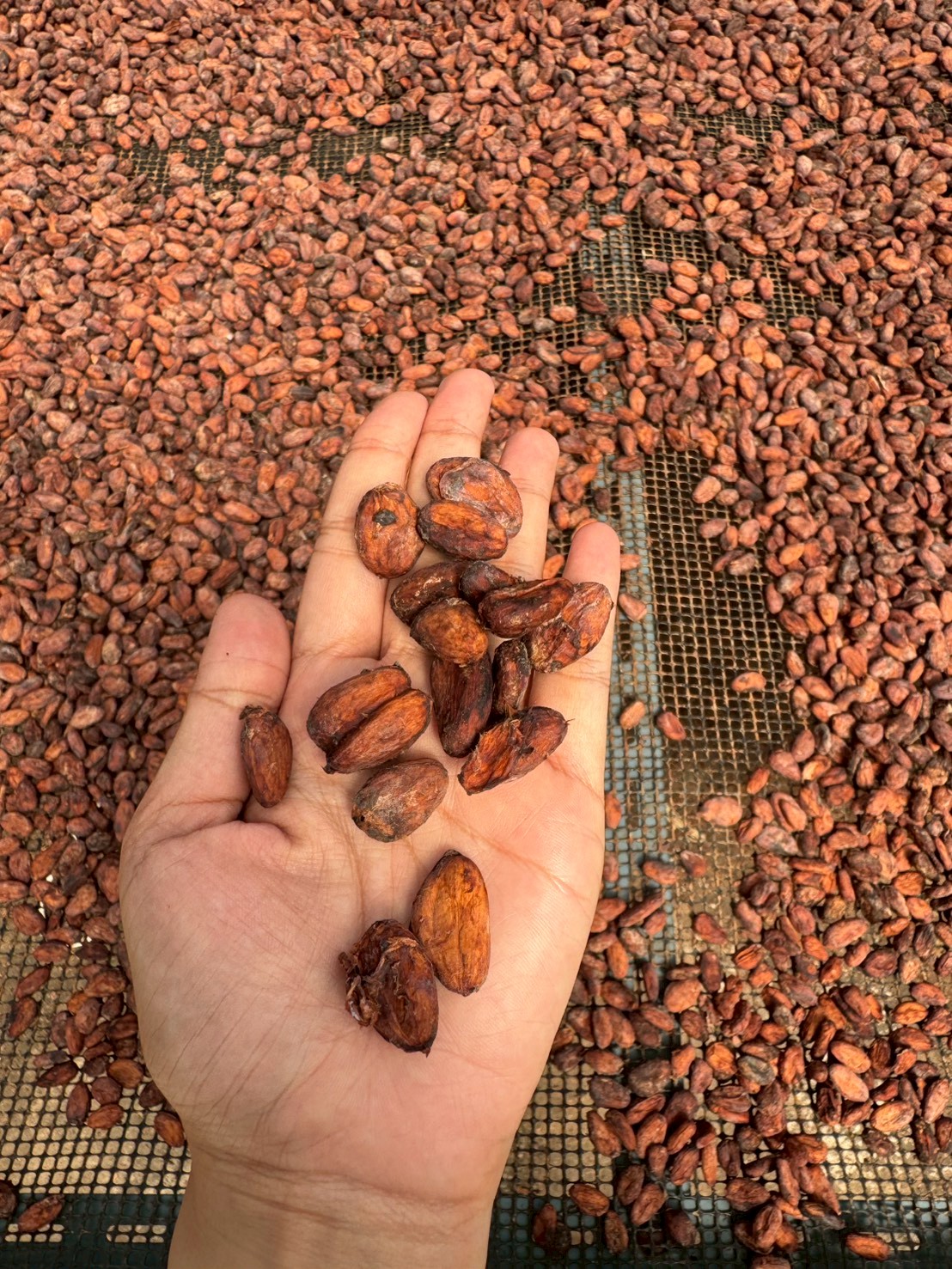 title - สำนักงานการปฏิรูปที่ดินจังหวัดจันทบุรี ดำเนินการจัดฝึกอบรมโครงการพัฒนาเกษตรกรปราดเปรื่อง (Smart farmer ) กิจกรรมพัฒนาเกษตรกรปราดเปรื่องในเขตปฏิรูปที่ดิน (Smart farmer) ปีงบประมาณ พ.ศ. 2569 